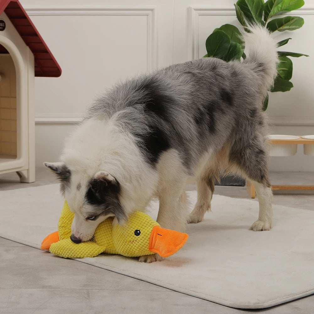 DuckyDazzle™ | Prevent Boredom and Anxiety When Home Alone