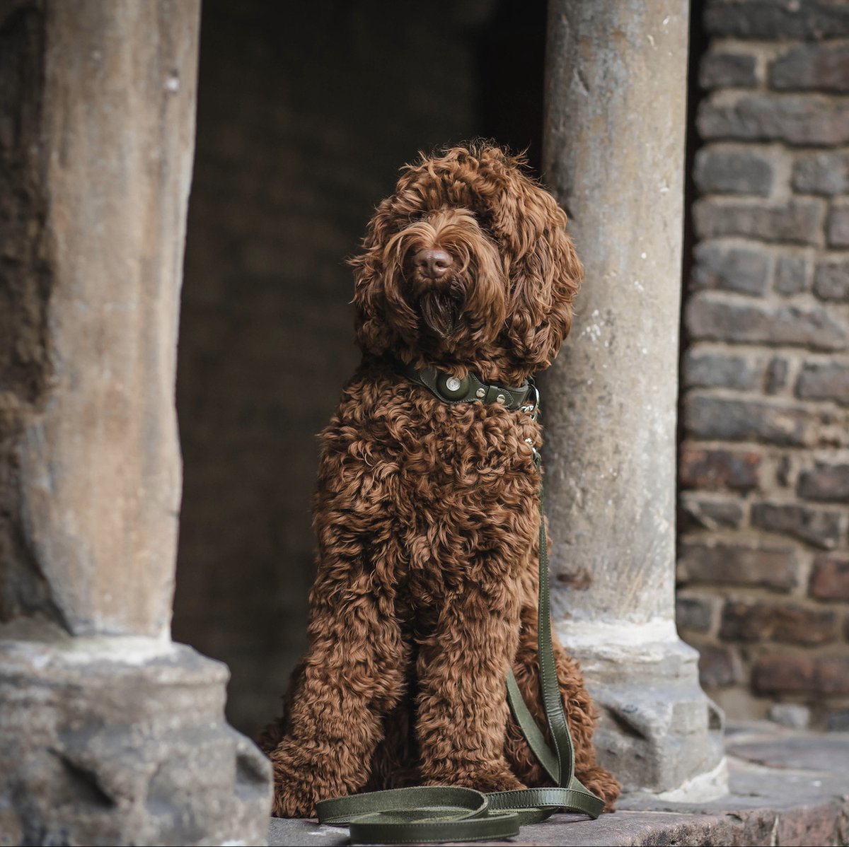 TrackMate™ | Real-Time Tracking Collar