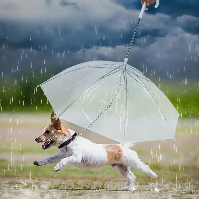 PawRain™ | Prevent a Wet Dog and Maintain a Odour-Free Coat