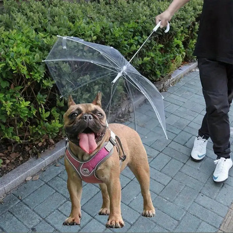 PawRain™ | Prevent a Wet Dog and Maintain a Odour-Free Coat