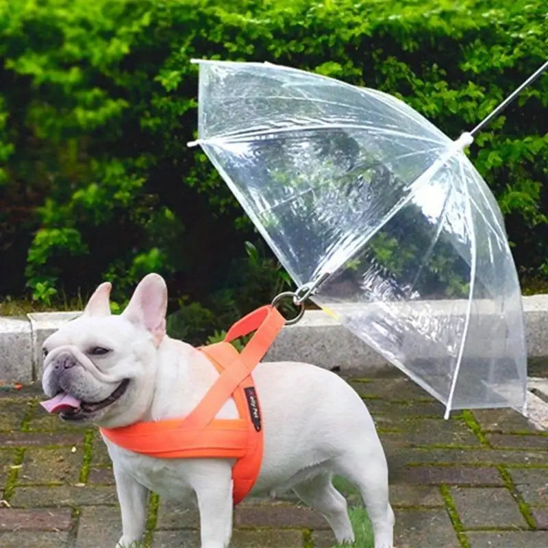 PawRain™ | Prevent a Wet Dog and Maintain a Odour-Free Coat