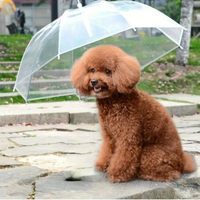 PawRain™ | Prevent a Wet Dog and Maintain a Odour-Free Coat