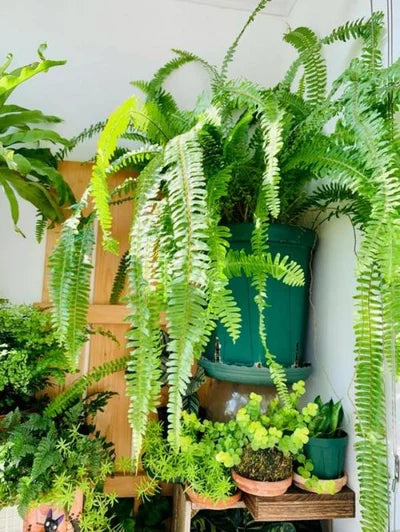 UV-resistant, lifelike artificial Boston Fern