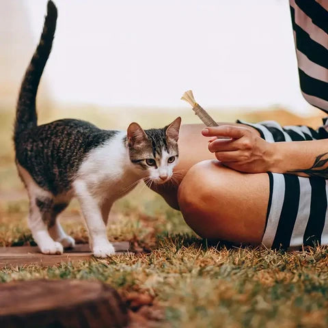 KittyBliss™ | For healthy nails without clipping