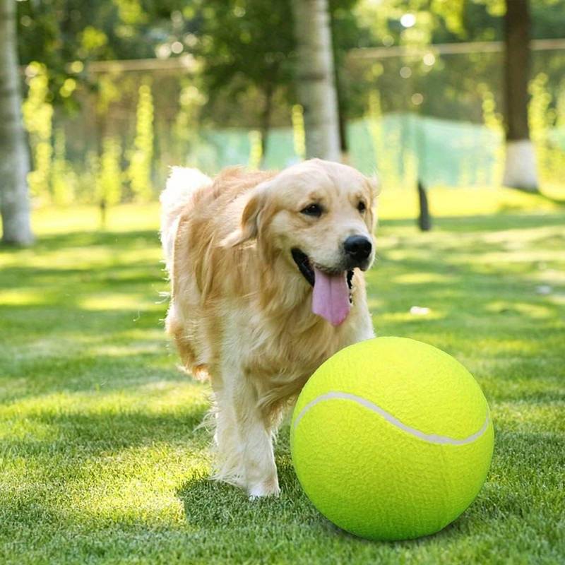 BarkBounce™ | Adventurous Play Fun