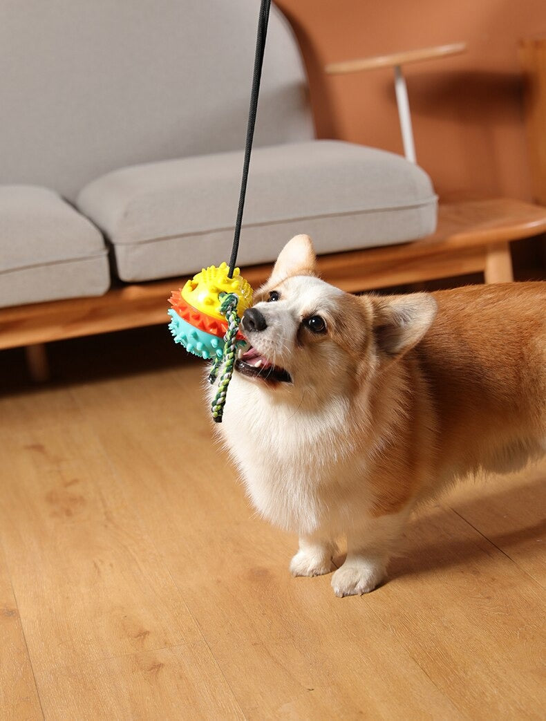 Clawzy™ | For Active Pets