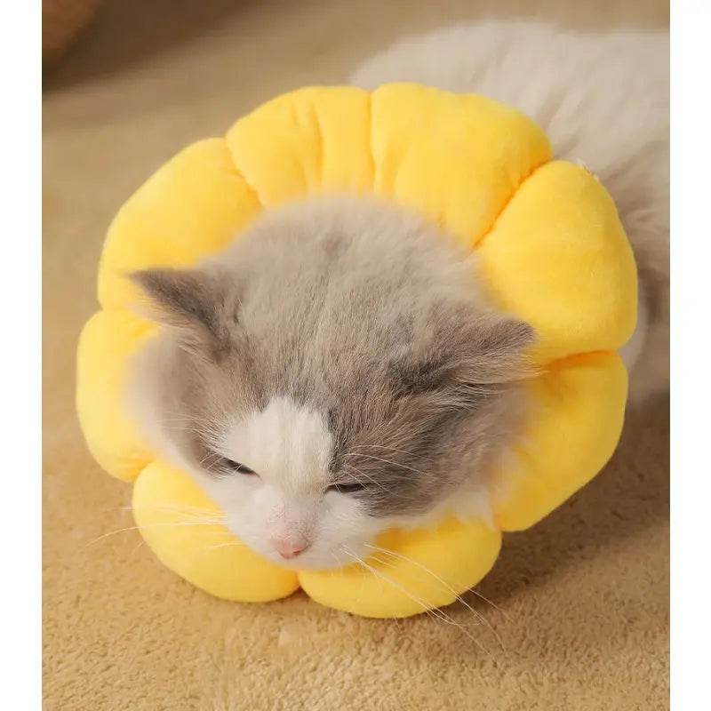 PawBloom™ | Accelerated Recovery and Protection Against Fleas