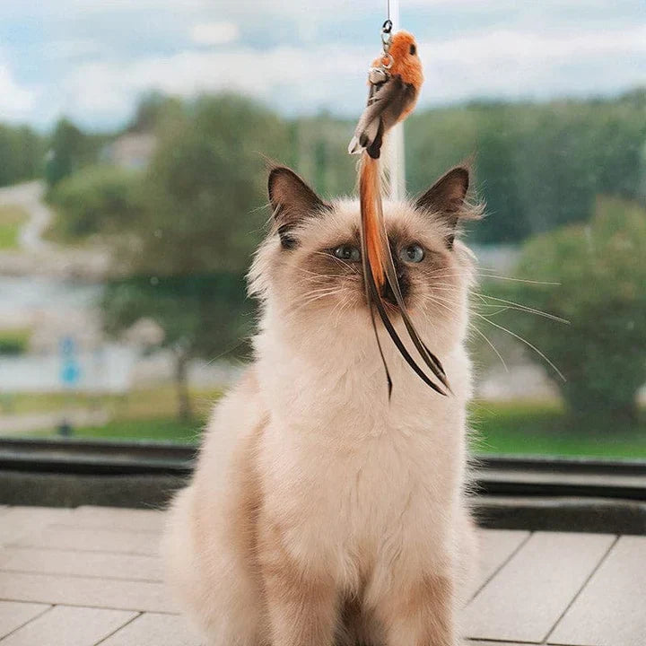 CatCatch™ | Keep Your Cat Active and Your Furniture Safe