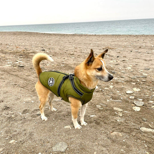 PawsDry™ | Keep Your Dog Warm and Dry