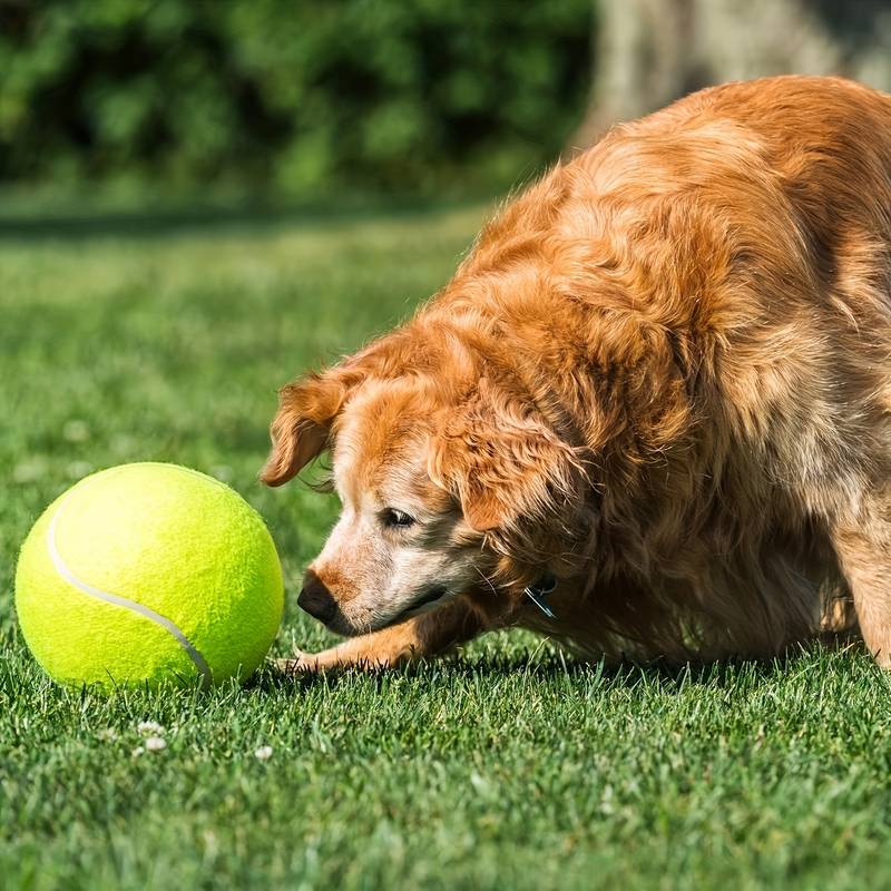 BarkBounce™ | Adventurous Play Fun
