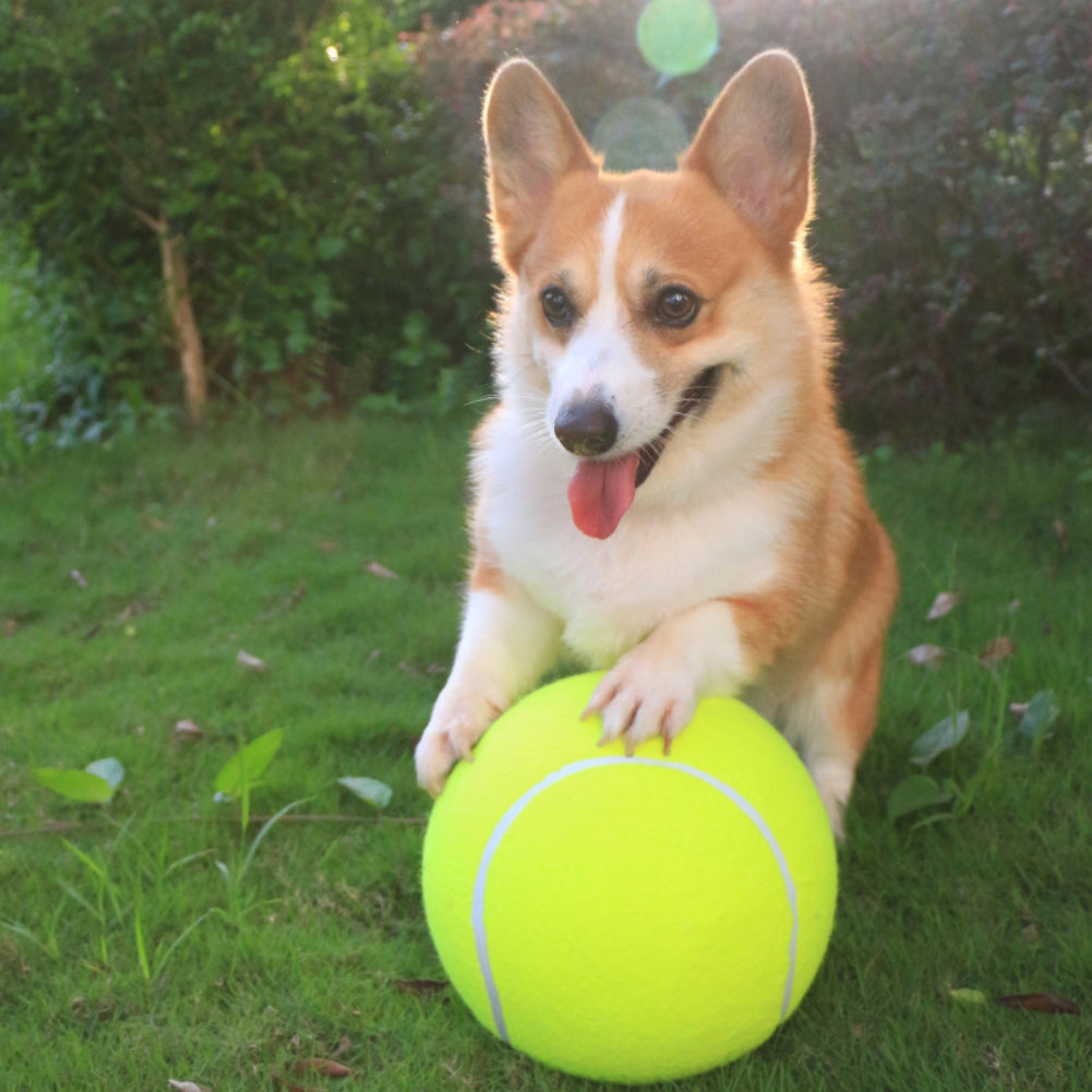 BarkBounce™ | Adventurous Play Fun