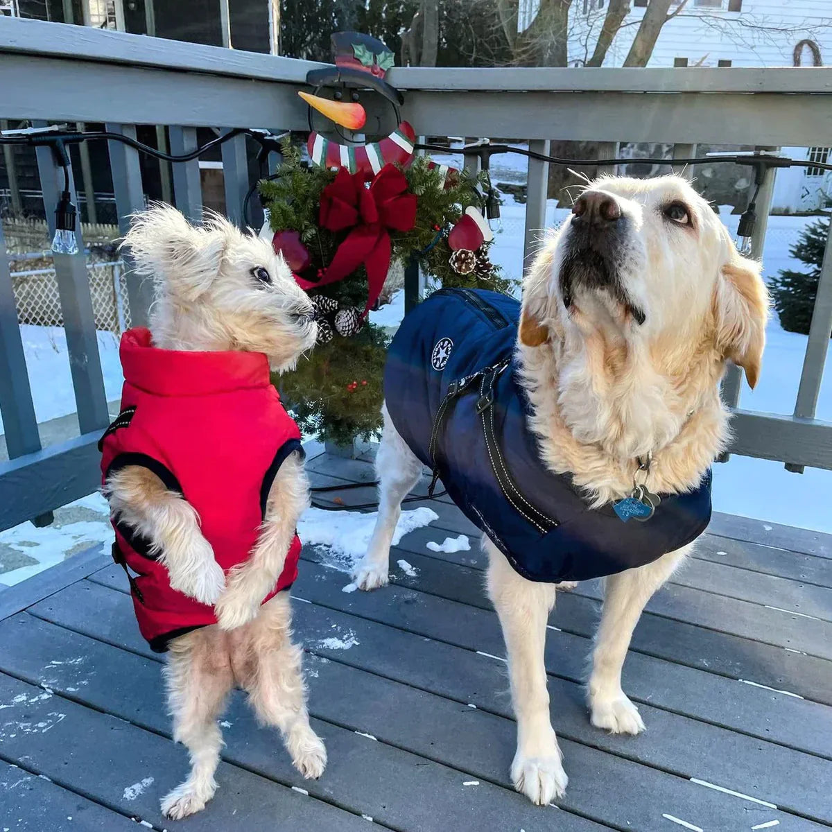PawsDry™ | Keep Your Dog Warm and Dry