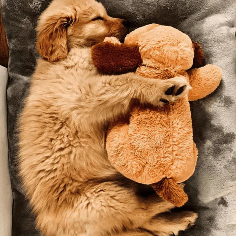 CuddleBuddy™ | For Anxiety, Barking, and Loneliness