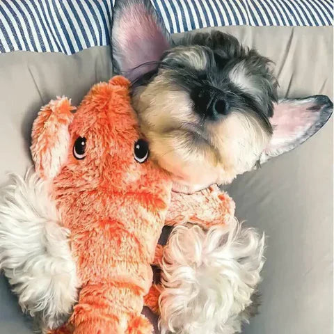 PawLobster™ | Prevent boredom and keep your dog happy