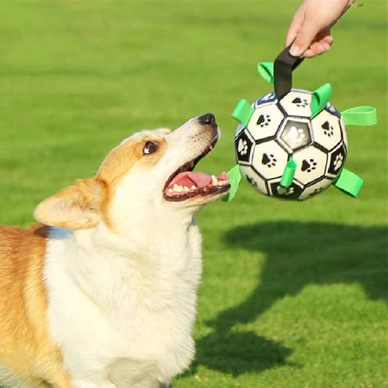 FlapFetch™ | Makes Dogs Happy and Active