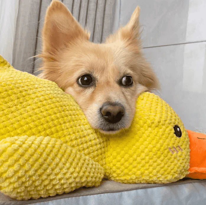 DuckyDazzle™ | Prevent Boredom and Anxiety When Home Alone