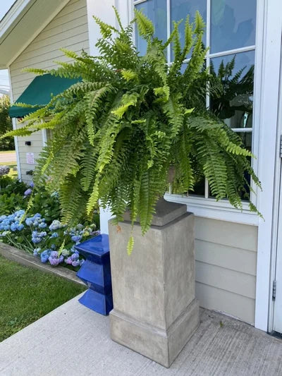 UV-resistant, lifelike artificial Boston Fern