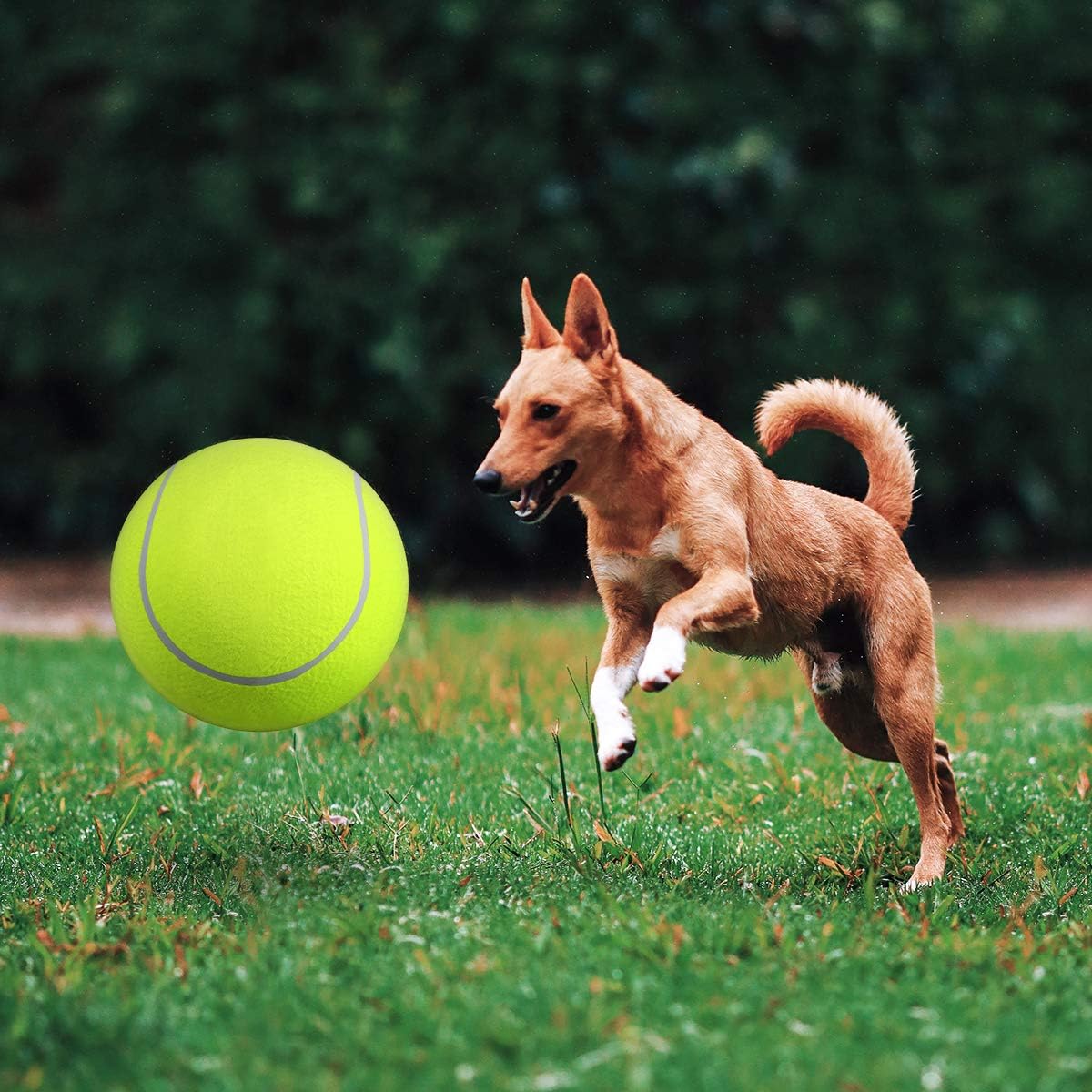 BarkBounce™ | Adventurous Play Fun