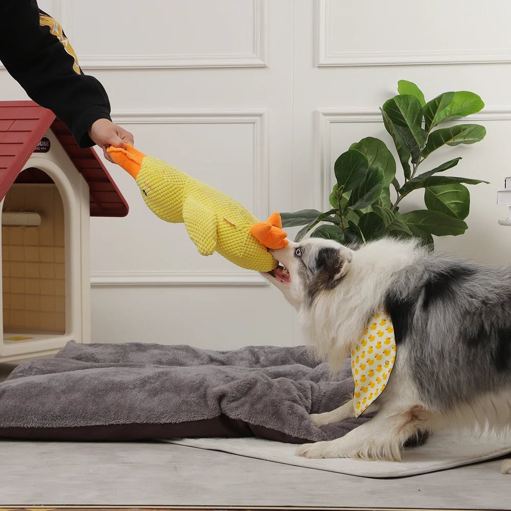 DuckyDazzle™ | Prevent Boredom and Anxiety When Home Alone