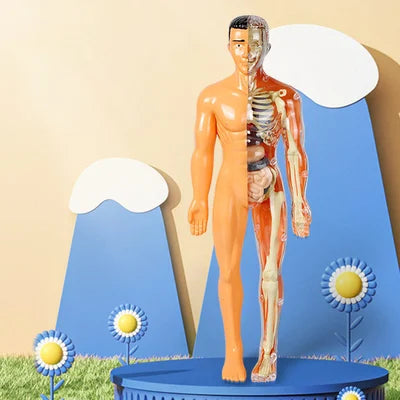 3D Human Body Torso Model for Kids Anatomy Model Skeleton