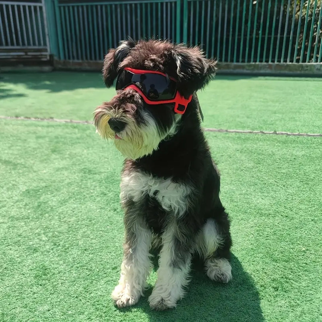 PupVisor™ | Trendy UV Dog Sunglasses