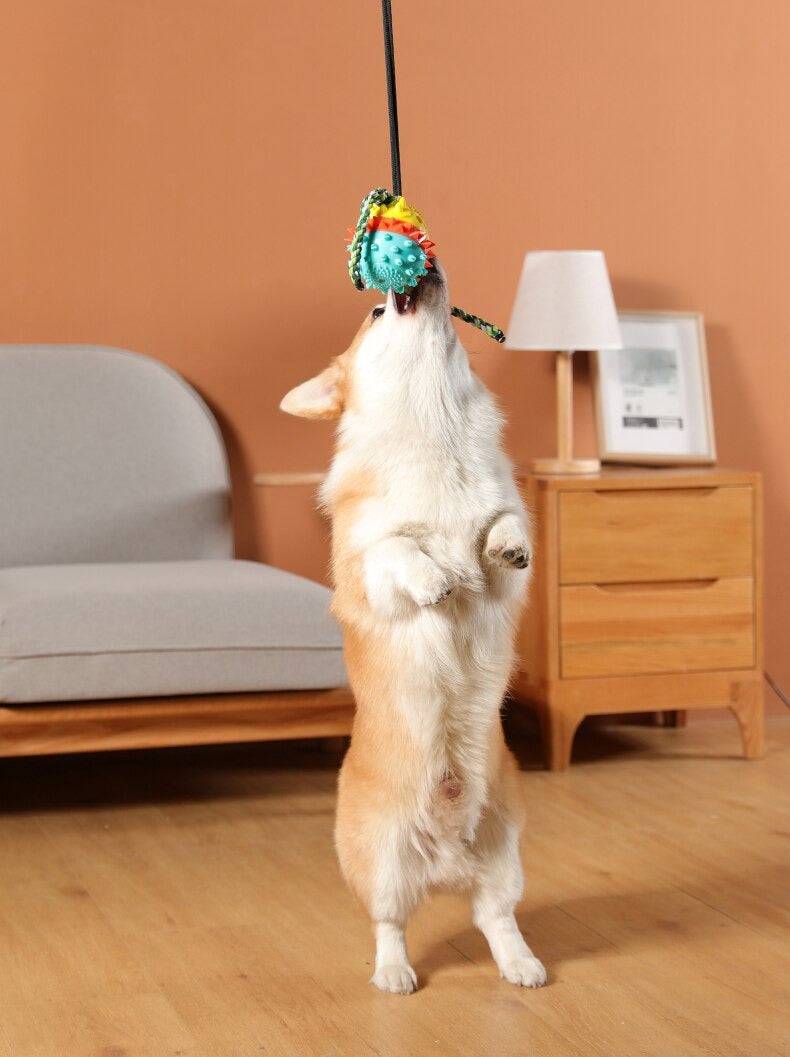 Clawzy™ | For Active Pets