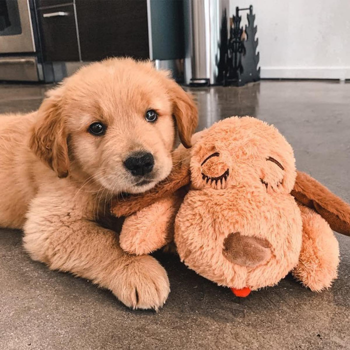 CuddleBuddy™ | For Anxiety, Barking, and Loneliness