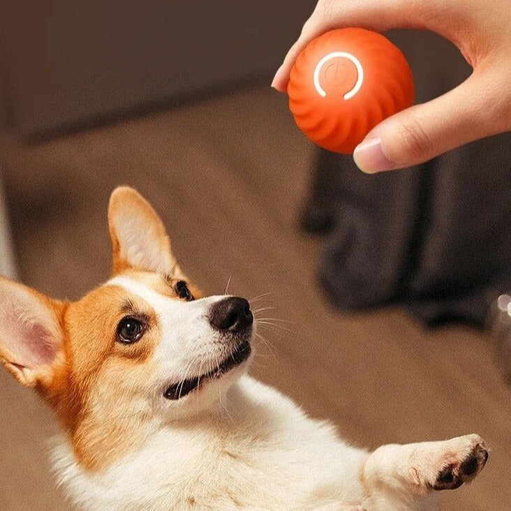 Furbounce™ | Prevent Boredom and Damage to Furniture