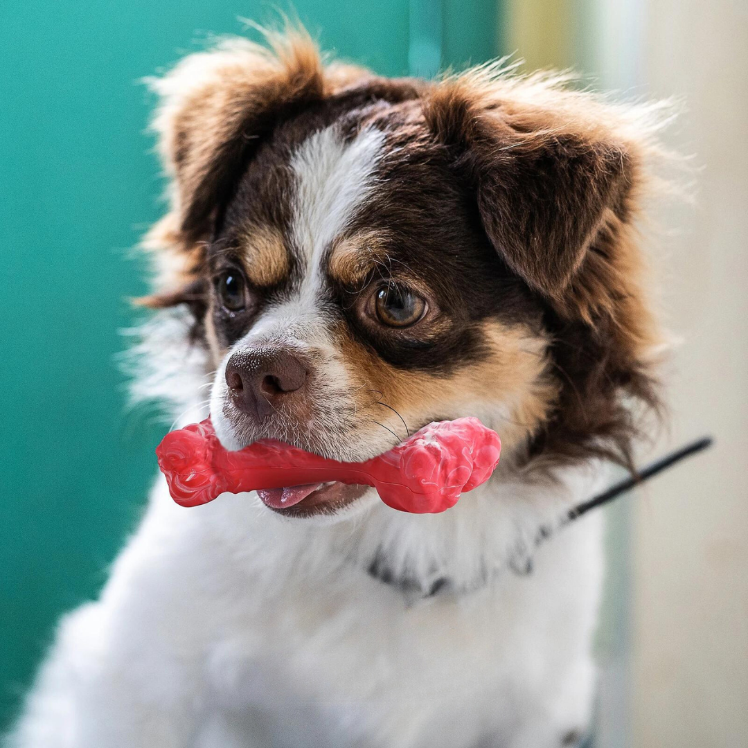 ChewBone™ | Meat-shaped Dog Toothbrush