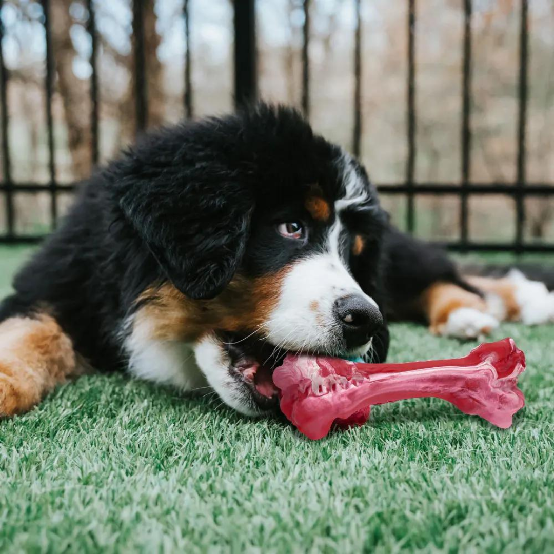 ChewBone™ | Meat-shaped Dog Toothbrush