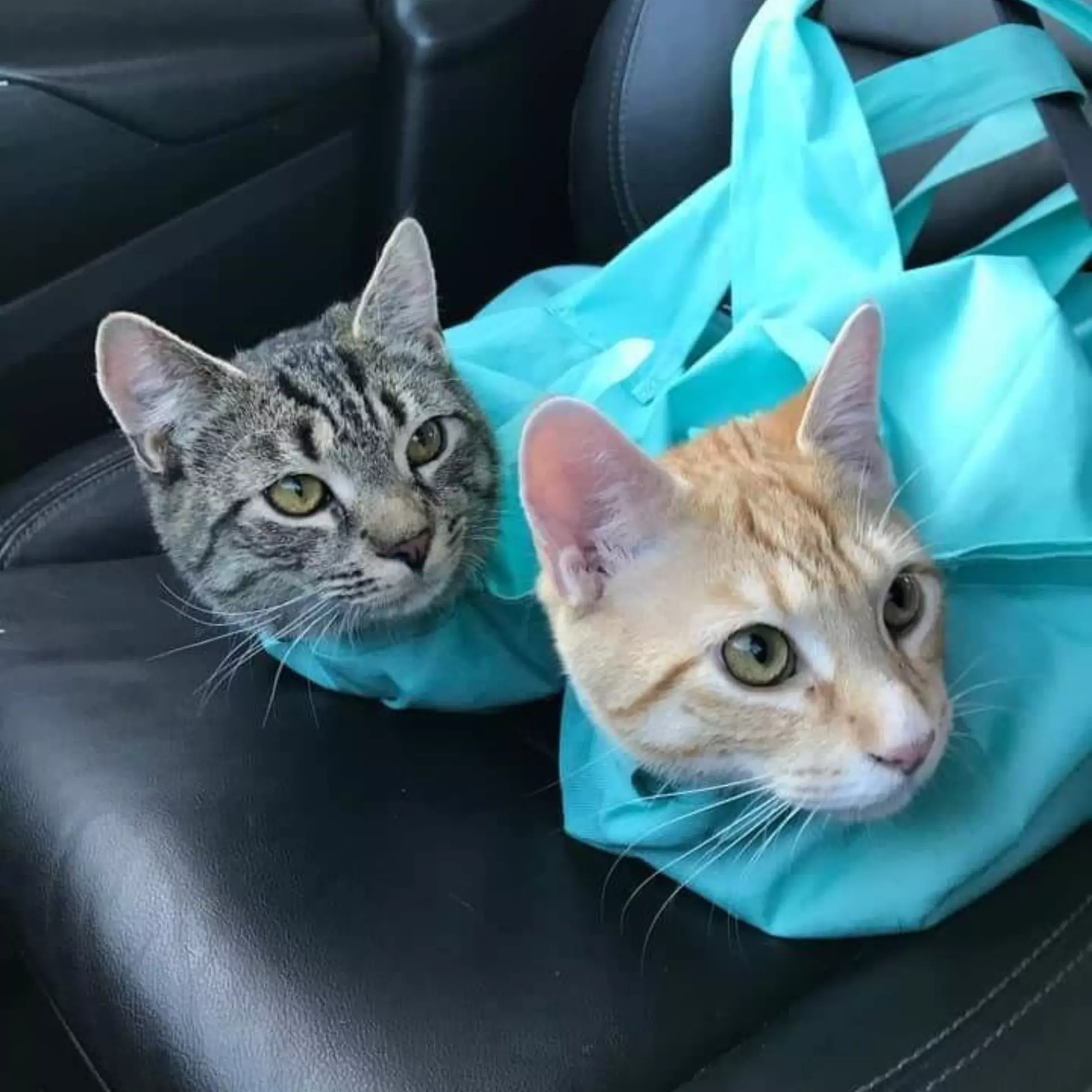 PetBag™ | Safe Carrier for Cats