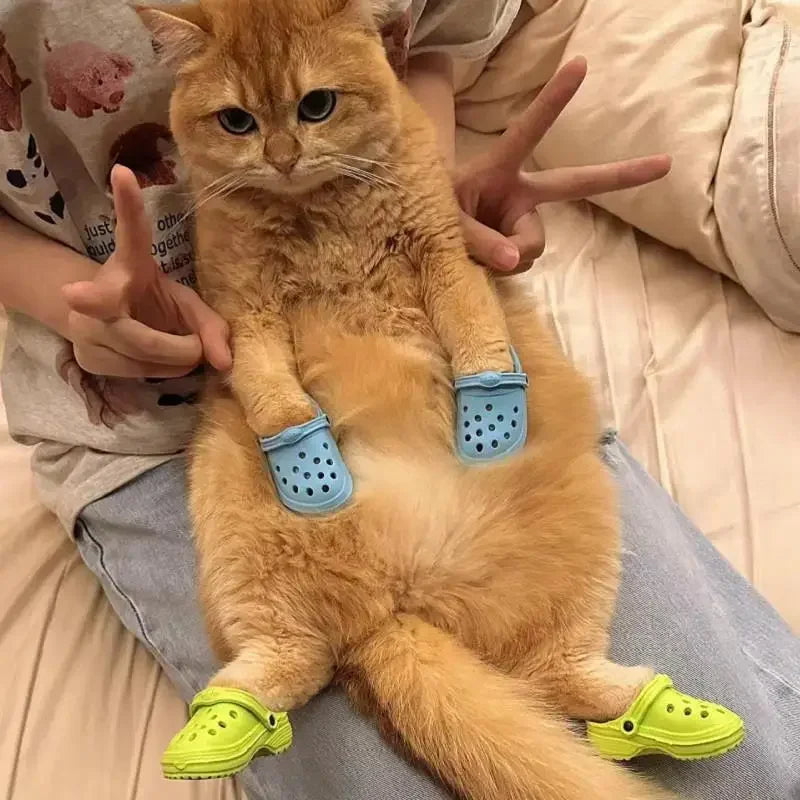 Pawlet™ | No more sores and cracks