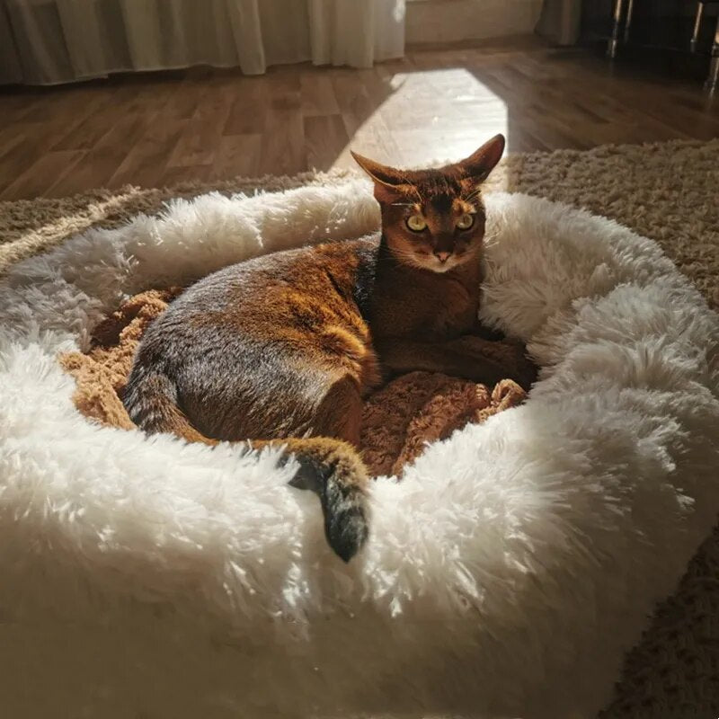 CozyPluche™ | Ultimate Comfort and Cuddle Soft