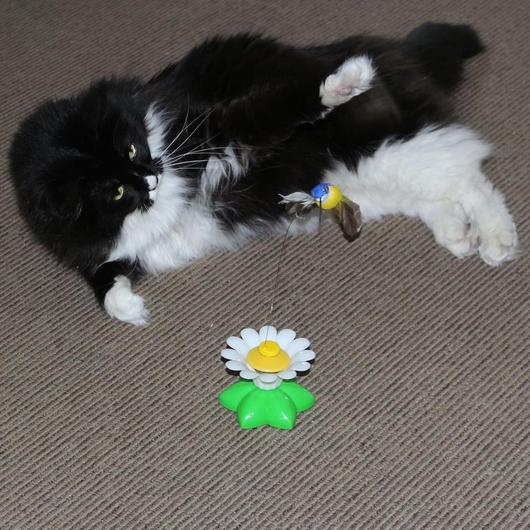FurryFlutter™ | Interactive Cat Toy
