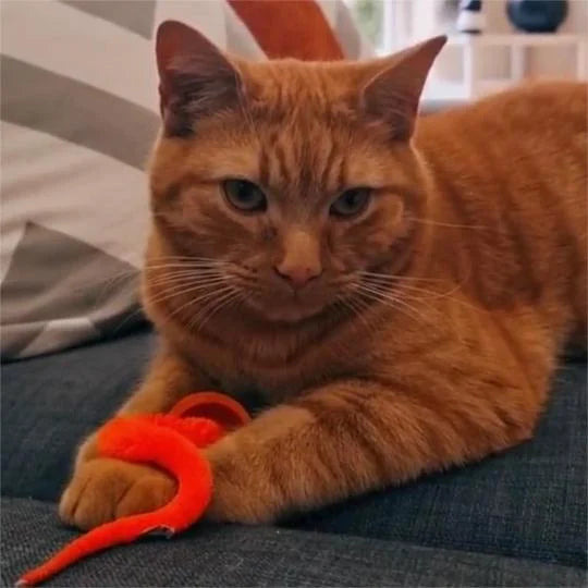 Wobble Ball voor Katten