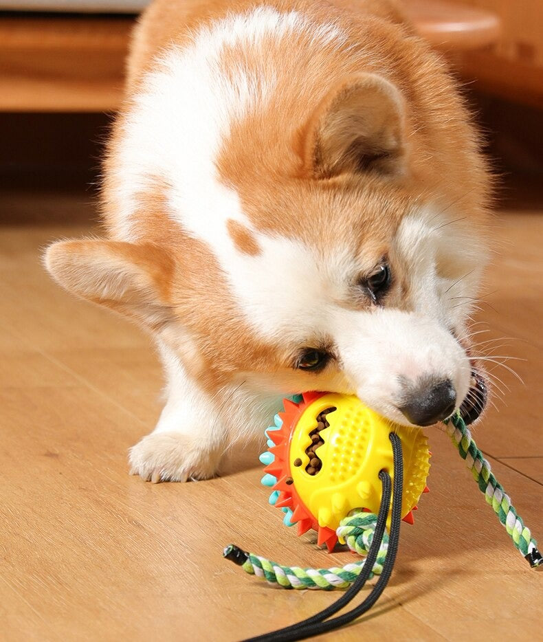 Clawzy™ | For Active Pets