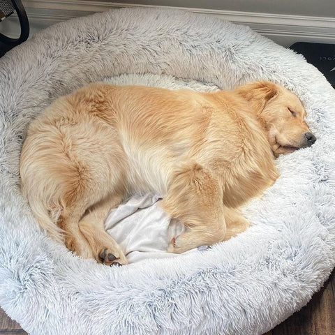 CozyPluche™ | Ultimate Comfort and Cuddle Soft