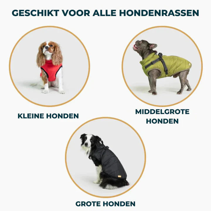 PawsDry™ | Keep Your Dog Warm and Dry