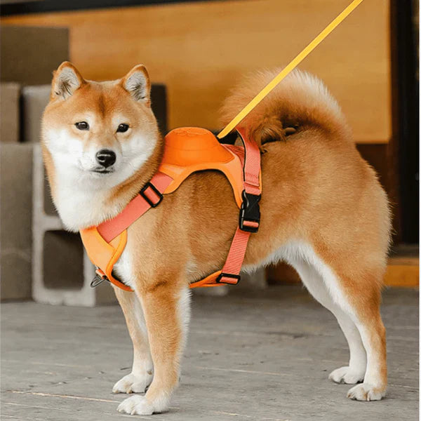 SmartWalk™ | No more stress from pulling dogs