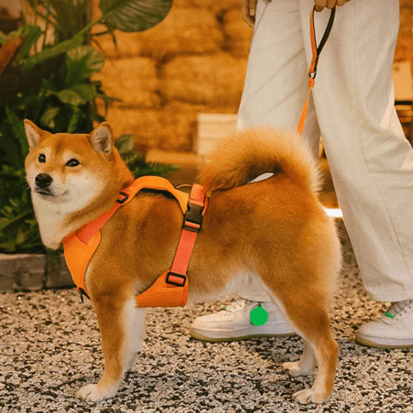 SmartWalk™ | No more stress from pulling dogs