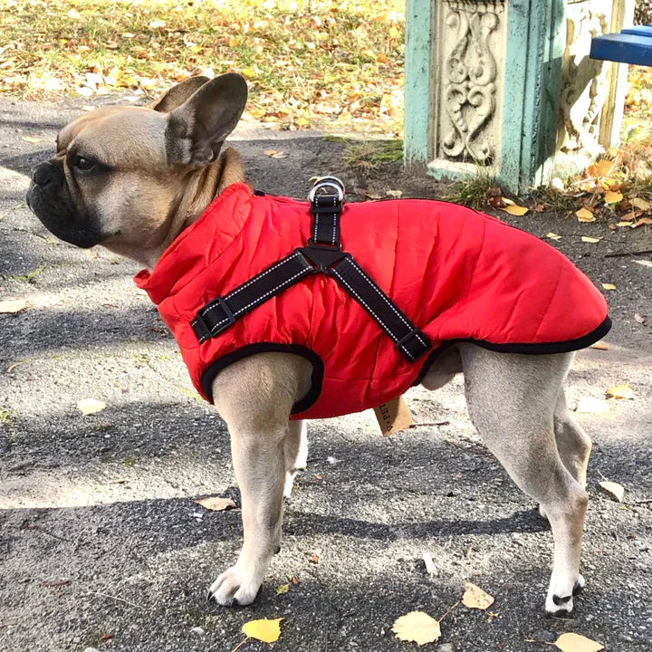 PawsDry™ | Keep Your Dog Warm and Dry