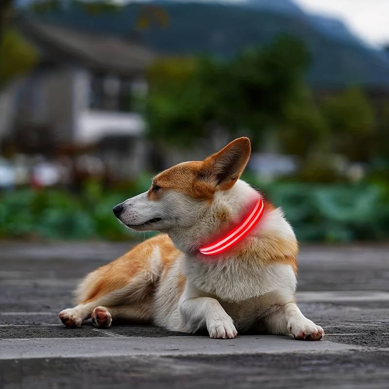 GlowDog™ | Reduce Anxiety About Collisions