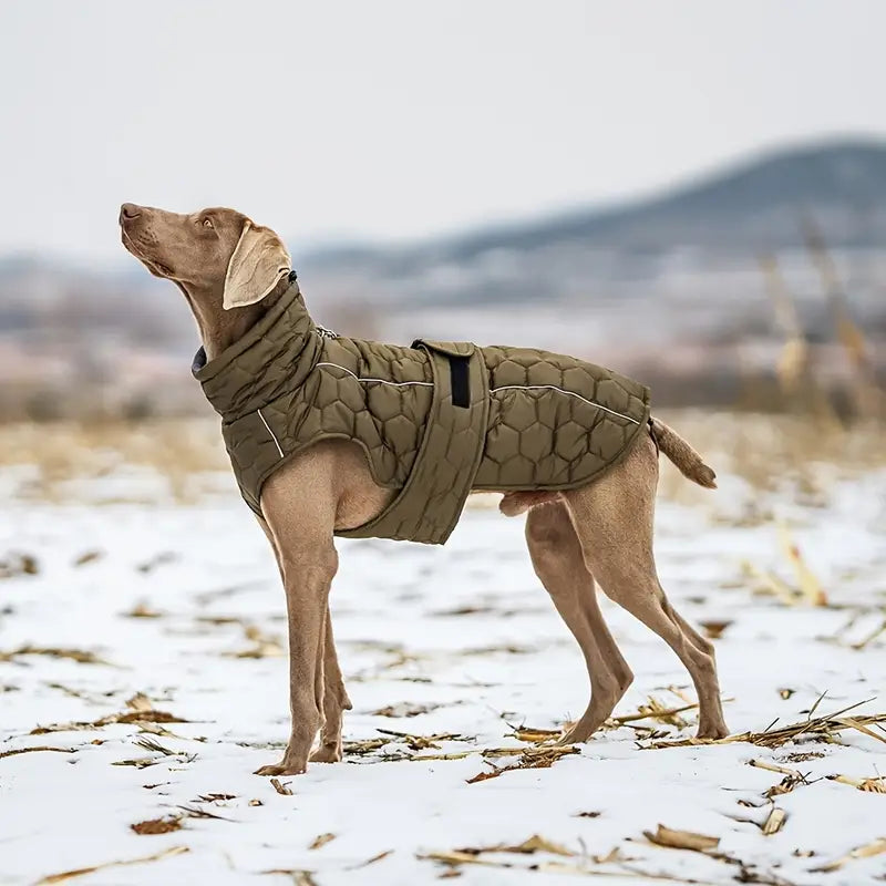 Pfotenschutz | Warmer und wasserdichter Hundemantel