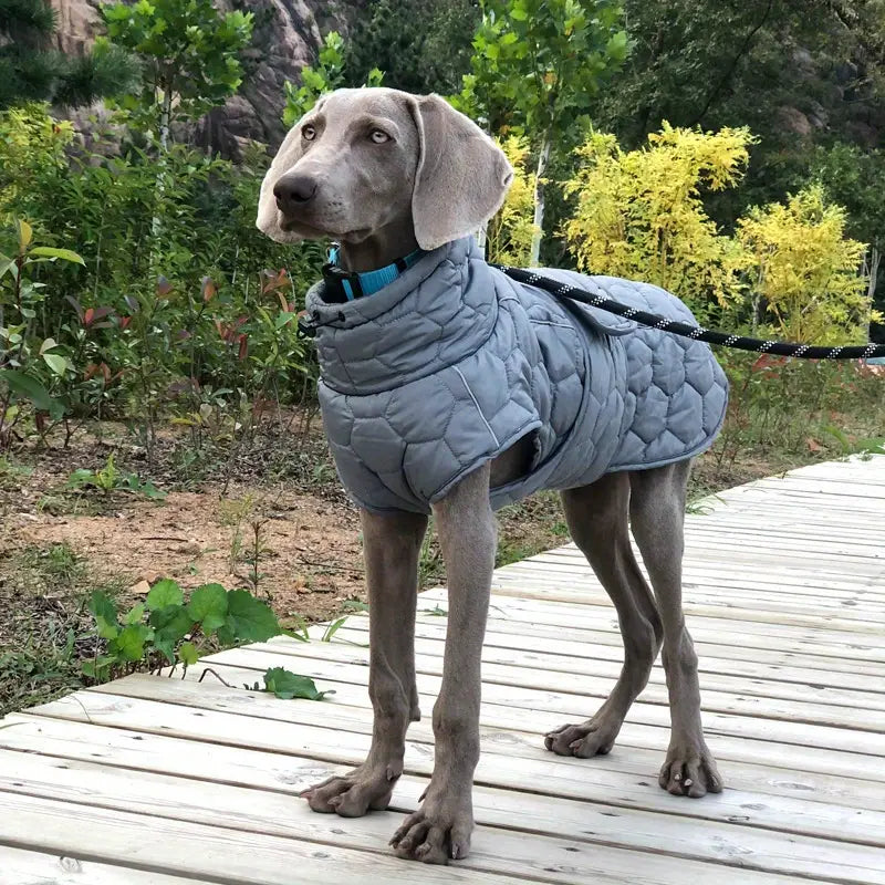 Pfotenschutz | Warmer und wasserdichter Hundemantel