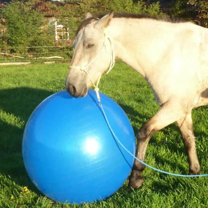 EquiFit - legende styrketræning for en glad hest