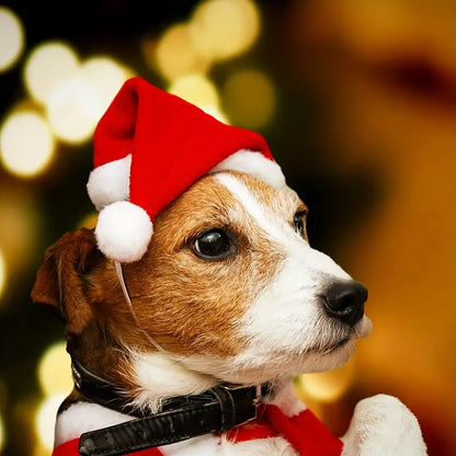 Pattes de vacances | Bonnet de Père Noël doux pour des moments chaleureux de Noël