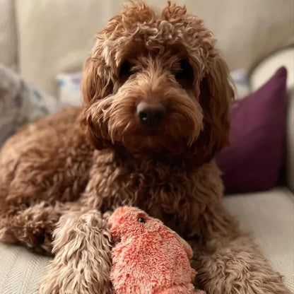 PlayBuddy | Verhënnert Langweil an haalt Ären Hond glécklech