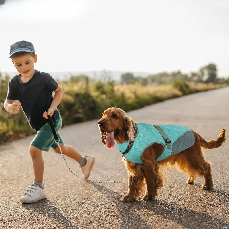 Pfote einfrieren | Schützen Sie Ihren Hund vor Hitze