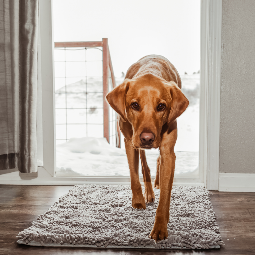 CleanPawMat | Päästä eroon Muddy Paw -jäljistä