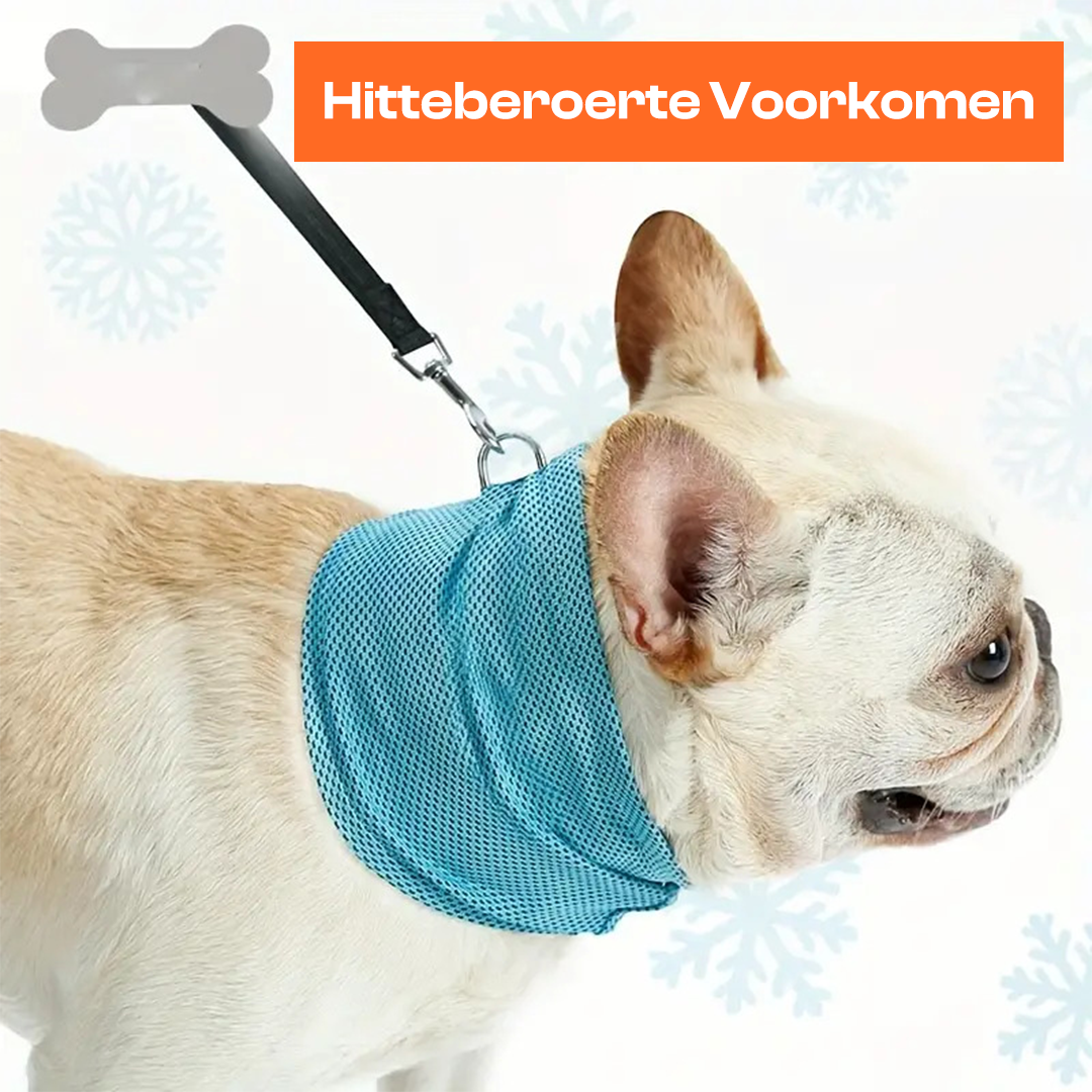 FreshFurr™ | Safe Cooling Collar